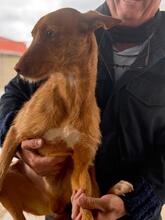 HARRY, Hund, Podenco in Spanien - Bild 4