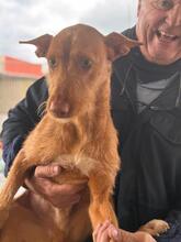 HARRY, Hund, Podenco in Spanien - Bild 6