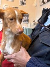 LIAM, Hund, Podenco in Slowakische Republik - Bild 2