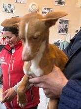 LIAM, Hund, Podenco in Slowakische Republik - Bild 3