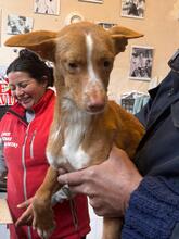 LIAM, Hund, Podenco in Slowakische Republik - Bild 4