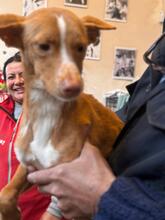 LIAM, Hund, Podenco in Slowakische Republik - Bild 5