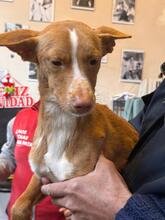 LIAM, Hund, Podenco in Slowakische Republik - Bild 7