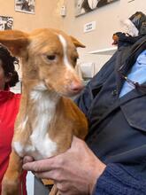 LIAM, Hund, Podenco in Slowakische Republik - Bild 8