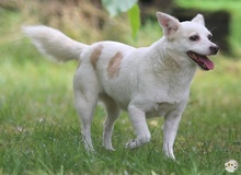 CAMILA, Hund, Podengo-Mix in Reutlingen - Bild 1