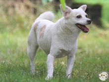 CAMILA, Hund, Podengo-Mix in Reutlingen - Bild 2