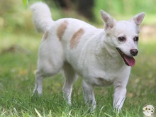 CAMILA, Hund, Podengo-Mix in Reutlingen - Bild 3