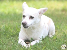 CAMILA, Hund, Podengo-Mix in Reutlingen - Bild 4