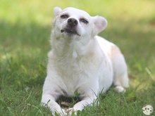 CAMILA, Hund, Podengo-Mix in Reutlingen - Bild 5