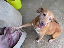 GORDO, Hund, Podenco Maneto in Spanien - Bild 1