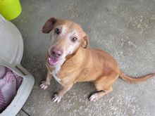 GORDO, Hund, Podenco Maneto in Spanien - Bild 2