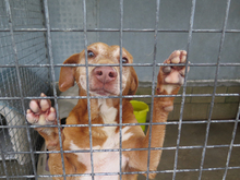 GORDO, Hund, Podenco Maneto in Spanien - Bild 3