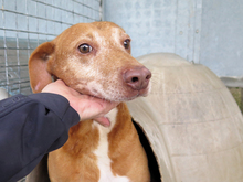 GORDO, Hund, Podenco Maneto in Spanien - Bild 6