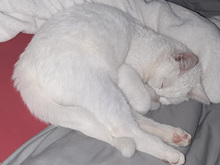 BLANCO, Katze, Europäisch Kurzhaar in Augsburg - Bild 3