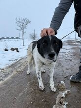 BO, Hund, Mischlingshund in Bulgarien - Bild 1