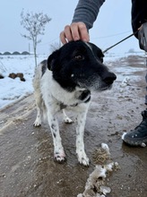 BO, Hund, Mischlingshund in Bulgarien - Bild 11