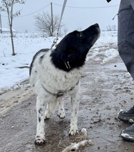 BO, Hund, Mischlingshund in Bulgarien - Bild 3