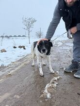 BO, Hund, Mischlingshund in Bulgarien - Bild 5