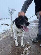 BO, Hund, Mischlingshund in Bulgarien - Bild 6