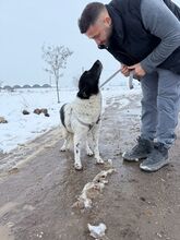 BO, Hund, Mischlingshund in Bulgarien - Bild 7