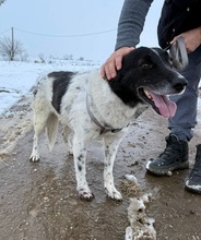 BO, Hund, Mischlingshund in Bulgarien - Bild 8