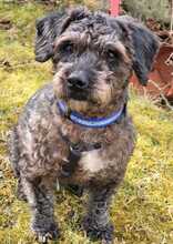 ASALVO, Hund, Pudel-Mix in Zusmarshausen - Bild 1