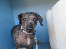 ASALVO, Hund, Pudel-Mix in Zusmarshausen - Bild 10