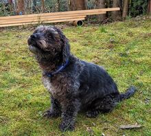 ASALVO, Hund, Pudel-Mix in Zusmarshausen - Bild 2