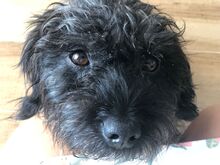 ASALVO, Hund, Pudel-Mix in Zusmarshausen - Bild 4