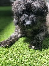 ASALVO, Hund, Pudel-Mix in Zusmarshausen - Bild 6