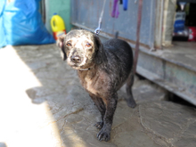ASALVO, Hund, Pudel-Mix in Zusmarshausen - Bild 7