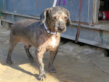 ASALVO, Hund, Pudel-Mix in Zusmarshausen - Bild 8