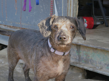 ASALVO, Hund, Pudel-Mix in Zusmarshausen - Bild 9