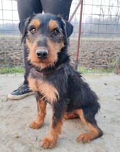 DINO, Hund, Jagdterrier-Mix in Kroatien - Bild 2