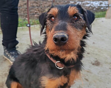 DINO, Hund, Jagdterrier-Mix in Kroatien - Bild 4