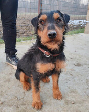 DINO, Hund, Jagdterrier-Mix in Kroatien - Bild 5