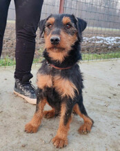 DINO, Hund, Jagdterrier-Mix in Kroatien - Bild 6