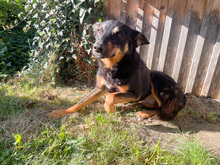 HERO, Hund, Mischlingshund in Haar - Bild 13