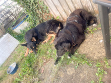 HERO, Hund, Mischlingshund in Haar - Bild 14