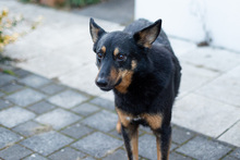 HERO, Hund, Mischlingshund in Haar - Bild 2