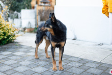 HERO, Hund, Mischlingshund in Haar - Bild 3