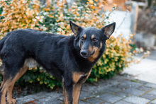 HERO, Hund, Mischlingshund in Haar - Bild 7