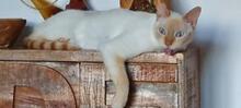 BAMBI, Katze, Siam-Orientalisch Langhaar-Mix in Villmar - Bild 1