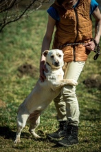 EDGAR, Hund, Mischlingshund in Ungarn - Bild 10