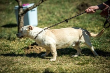 EDGAR, Hund, Mischlingshund in Ungarn - Bild 13