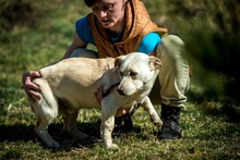 EDGAR, Hund, Mischlingshund in Ungarn - Bild 14