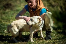 EDGAR, Hund, Mischlingshund in Ungarn - Bild 15