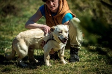 EDGAR, Hund, Mischlingshund in Ungarn - Bild 16