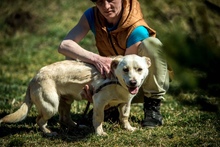 EDGAR, Hund, Mischlingshund in Ungarn - Bild 17