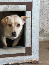 EDGAR, Hund, Mischlingshund in Ungarn - Bild 2